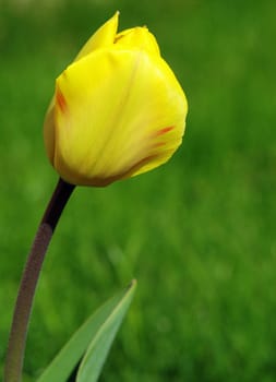 Beautiful fresh yellow tulip in the garden with blurred background