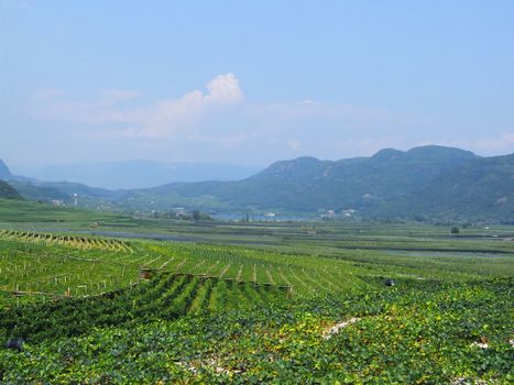 Weinberge bei Tramin in Südtirol