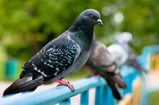 Pigeon sitting on support in park with blurry background