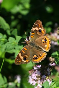 Buckeye Butterfly Junonia coenia warming in morning sun