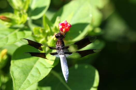 Common Whitetail Dragonfly Plathemis lydia warming in morning sun