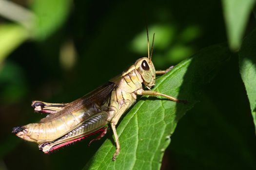 Grasshopper on leaf in morning sun late summer