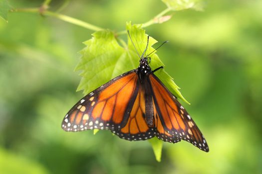 Monarch Butterfly Danaus plexippus warming in early morning sun