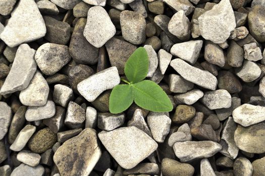 alfalfa to clover stones