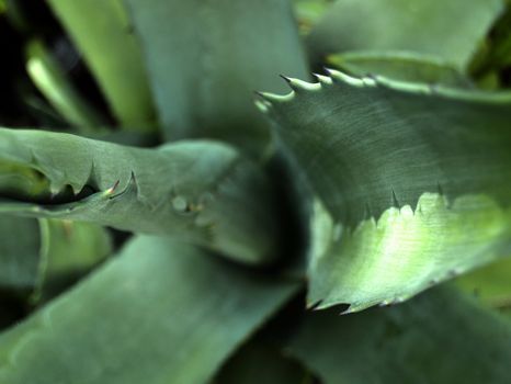 green thorns aloe