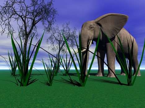 elephant and grass and trees
