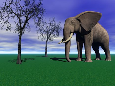 elephants and trees