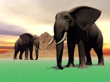elephants and mountain