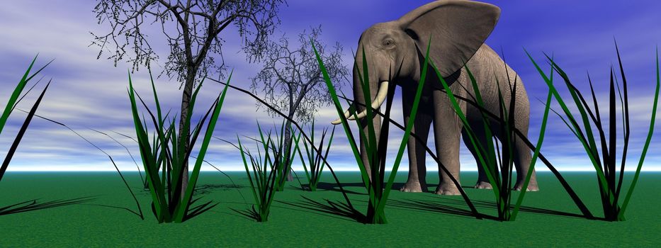 elephant and grass and trees
