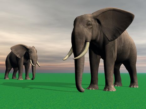 elephants and sky grey