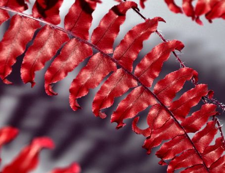 red fern