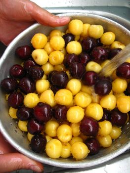 washing cherry blossom and yellow berries of a sweet cherry