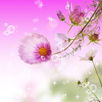 The decorative garden spring flowers over abstract blur backgrounds
