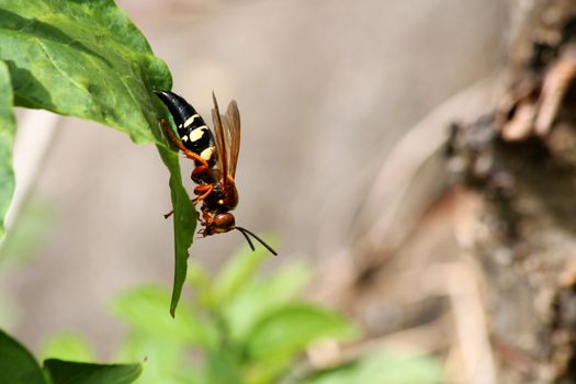 A Cicada killer wasp on a leaf