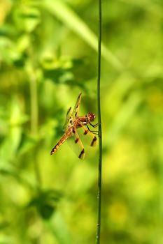 A dragon fly on a stem