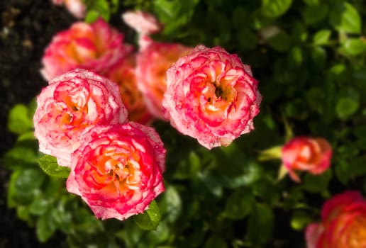 roses in the garden after the rain