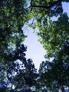 sky on a summer day in the trees