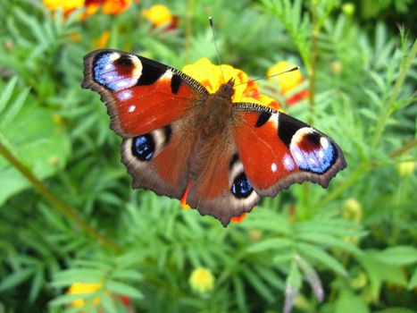 The butterfly of peacock eye sitting on the flower