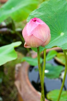 Pink lotus.