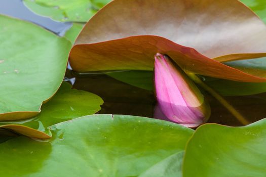 Pink lotus.