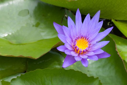 Purple Lotus.