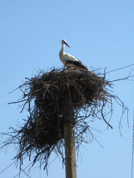 Nest of storks in village on a background of the blue sky