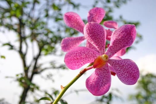 Pink Flowers Orchid