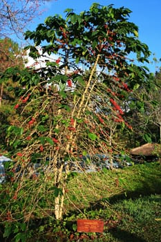 Coffee Tree