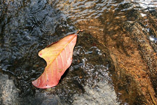 Autumn Leaf in a Puddle