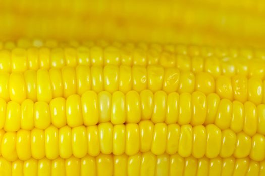 Sweet corn background