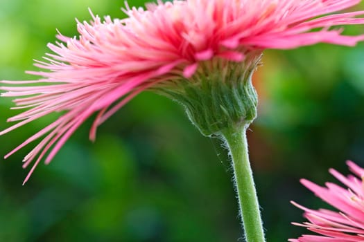 Pink Gerbera Flower