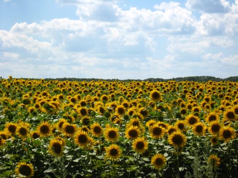 Field with beautiful sunflowers  on the blue sky background