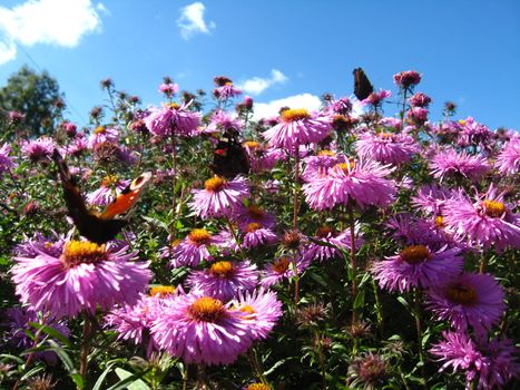 A lot of butterflies of peacock eye sitting on the asters