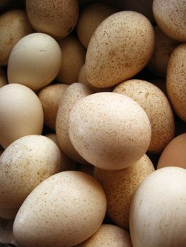 The image of many tasty eggs of the turkey