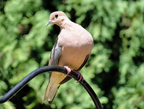 Morning dove perched