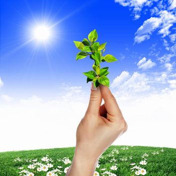 Hands holding green sprouts and sunny sky