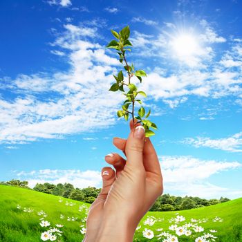 Hands holding green sprouts and sunny sky