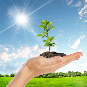 Hands holding green sprouts and sunny sky