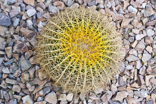 Even the cactus struggle in the drought of Southwest USA