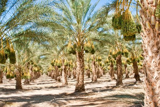 Ripened California Date Palm Orchard in sunshine