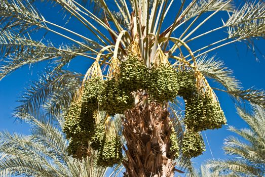 Masses of ripe dates in California USA