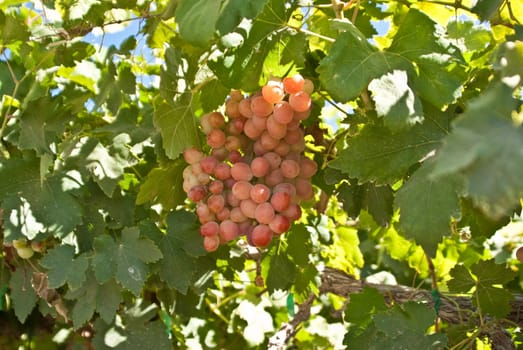 Red grapes ripe on the vine in California