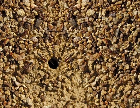 Australian bull ants nest entry in stony pebble granite texture background