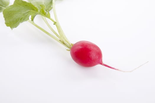 fresh red ripe radish isolated on white background