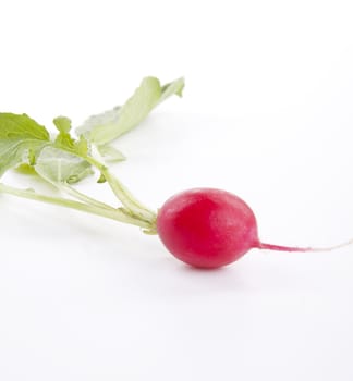 fresh red ripe radish isolated on white background