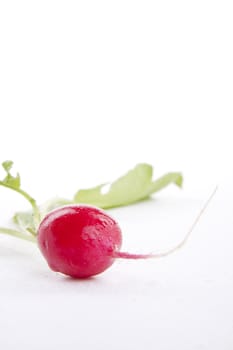 fresh red ripe radish isolated on white background