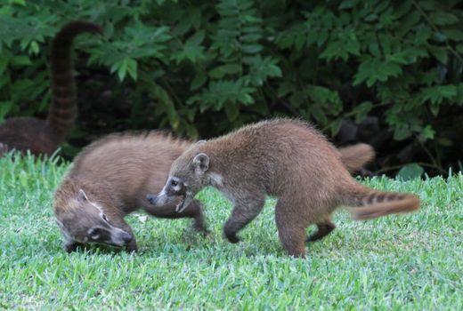 A pair of White-nosed Coatis (Nasua narica) play fighting just outside the jungle.  Shot in the Yucatan peninsula, Mexico.
