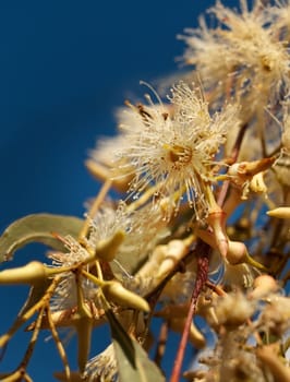 Australian native wildflowers Eucalyptus tereticornis white flowers and buds