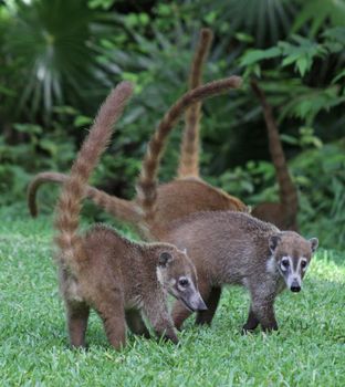 A group of White-nosed Coatis (Nasua narica) foraging just outside the jungle.  Shot in the Yucatan peninsula, Mexico.
