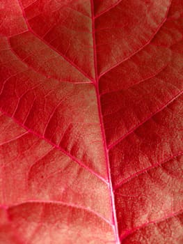 Very unusual background of red colored leaf